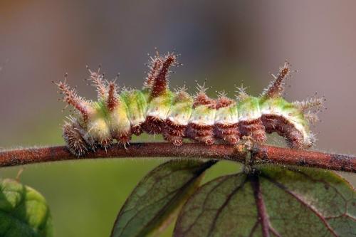 Limenitis reducta