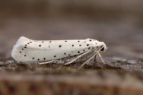 Yponomeuta sp.