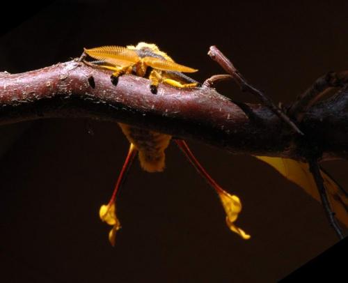 Argema mittrei