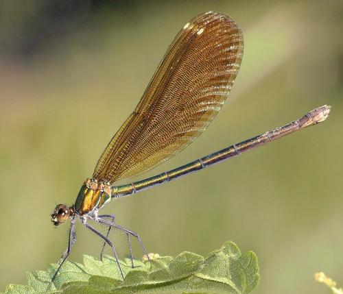 Calopteryx virgo