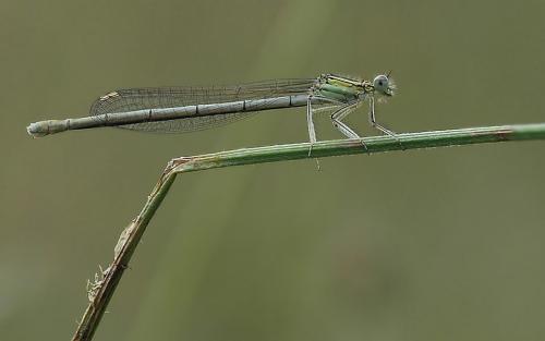 Platycnemis pennipes