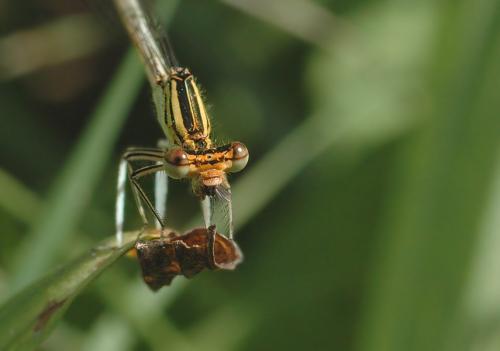 Platycnemis pennipes
