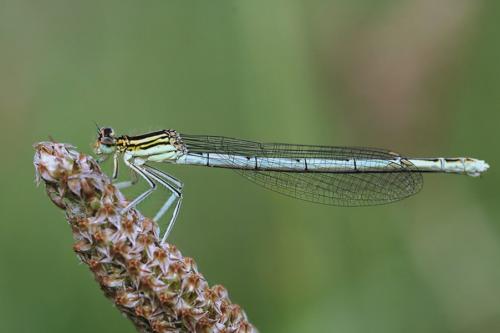 Platycnemis pennipes