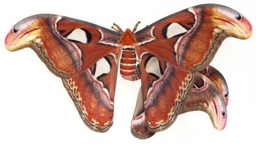 Attacus atlas