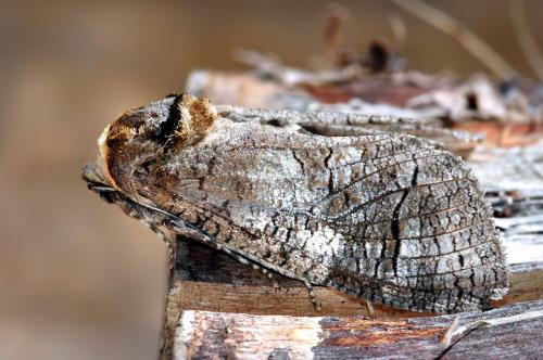 Réf. 3 288 : Cossus cossus