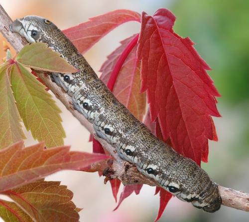 Proserpinus proserpina