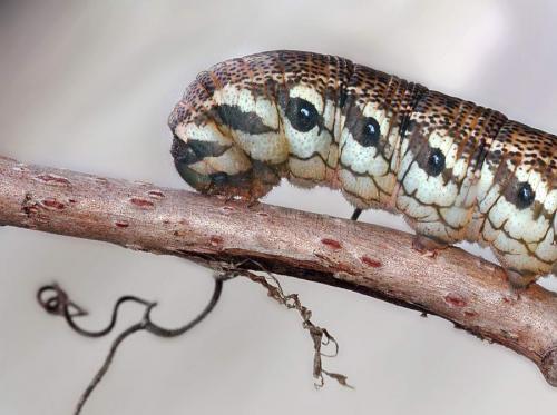 Proserpinus proserpina