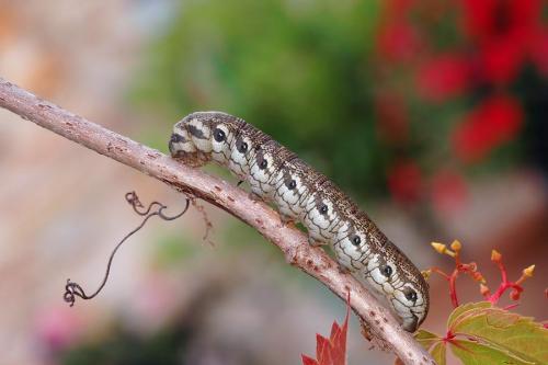 Proserpinus proserpina
