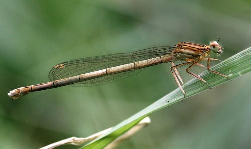 Réf. 3 127 : Platycnemis pennipes