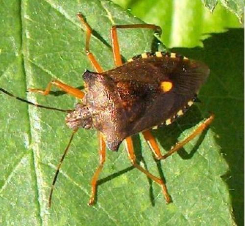 Pentatoma rufipes