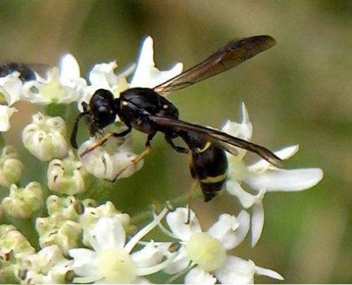 Symmorphus sp.