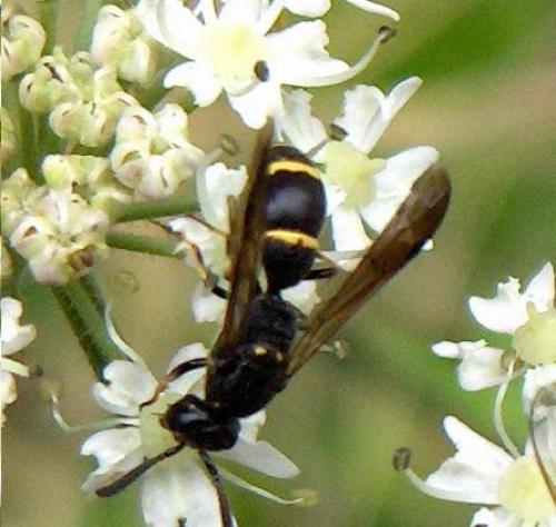 Symmorphus sp.