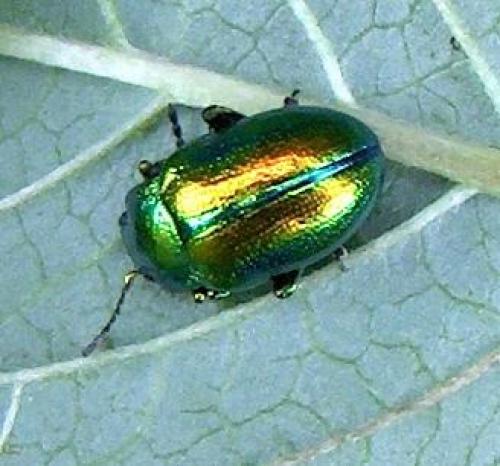 Chrysolina fastuosa