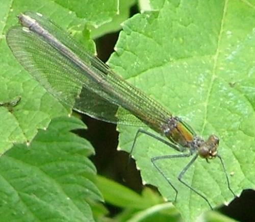 Réf. 3 174 : Calopteryx splendens splendens