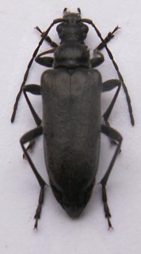 Acmaeops septentrionis