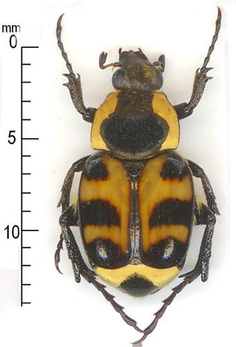 Réf. 3 941 : Trichius orientalis
