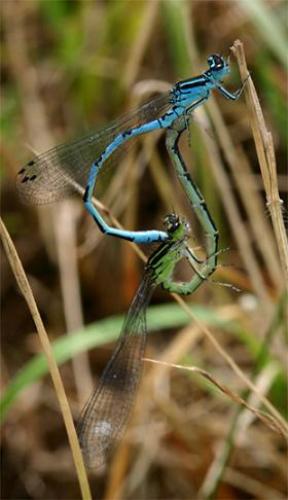 Coenagrion mercuriale