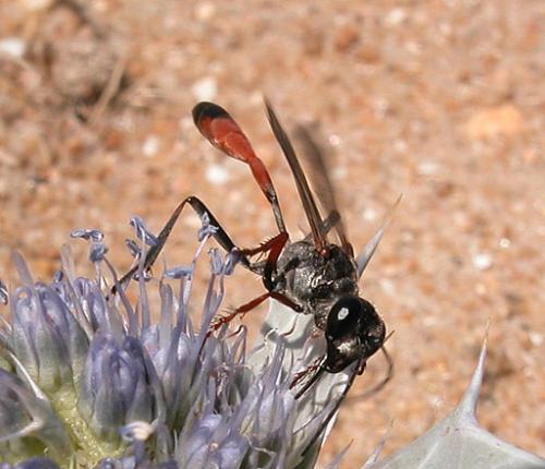 Réf. 3 622 : Ammophila heydeni