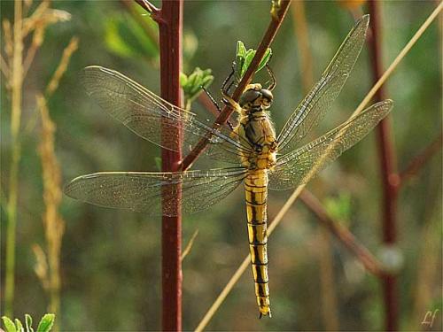 Réf. 3 011 : Orthetrum cancellatum