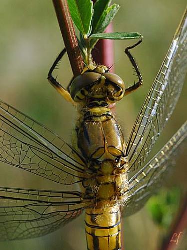 Orthetrum cancellatum