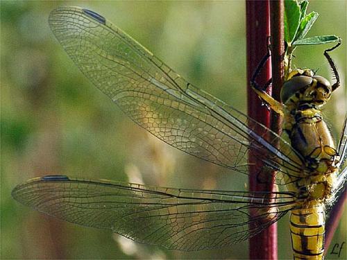 Orthetrum cancellatum