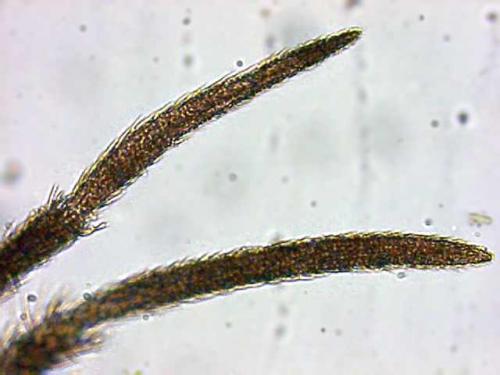 Réf. 3 295 : Seira domestica