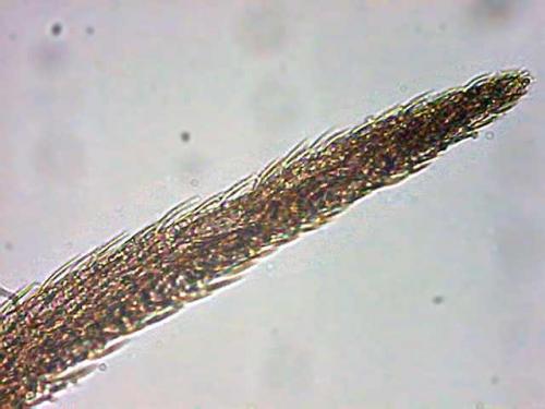 Réf. 3 297 : Seira domestica