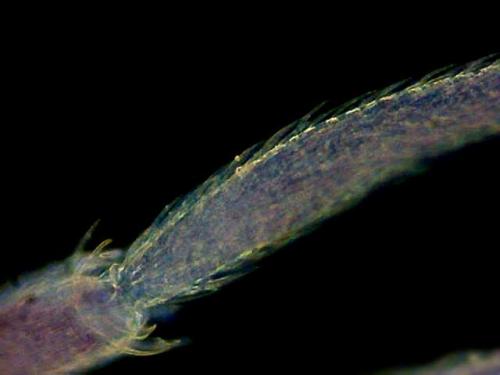 Réf. 3 298 : Seira domestica