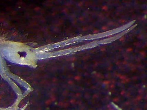 Réf. 3 254 : Seira domestica