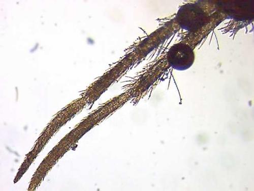 Réf. 3 255 : Seira domestica