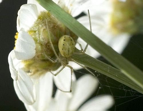 Réf. 3 365 : Enoplognatha sp.