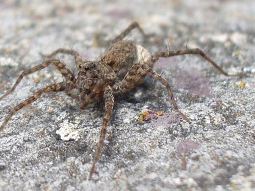 Pardosa sp.