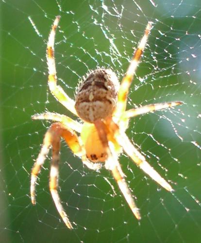 Araneus diadematus