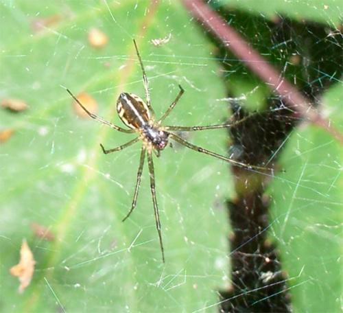 Linyphia triangularis