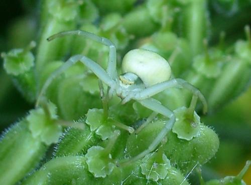 Misumena vatia