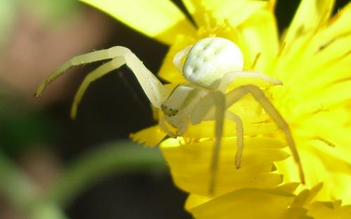 Misumena vatia
