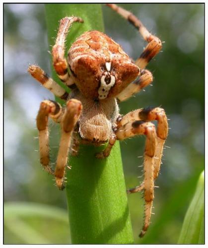 Araneus angulatus