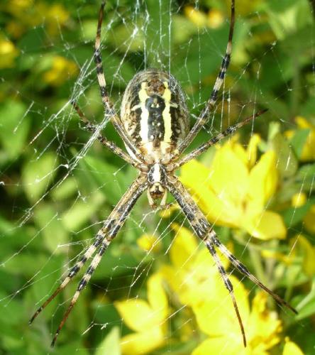 Argiope bruennichi