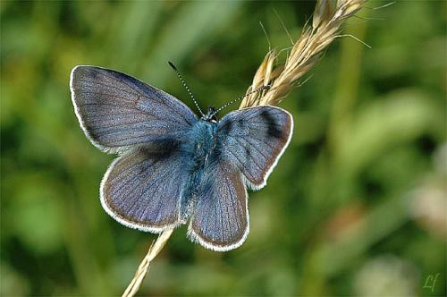 Réf. 3 219 : Cyaniris semiargus