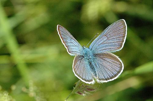 Réf. 3 218 : Cyaniris semiargus