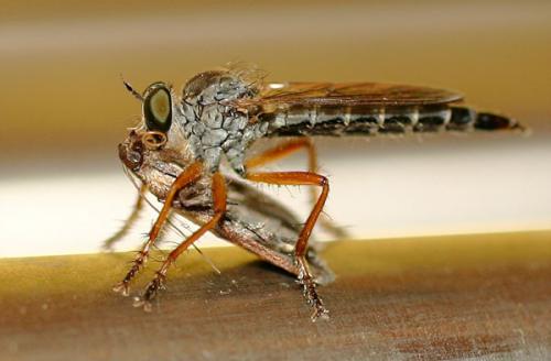 Neomochtherus sp.