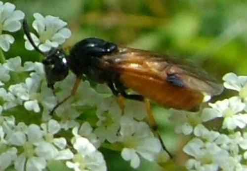 Arge melanochra