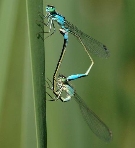 Ischnura elegans