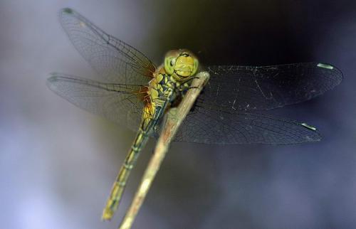 Sympetrum striolatum
