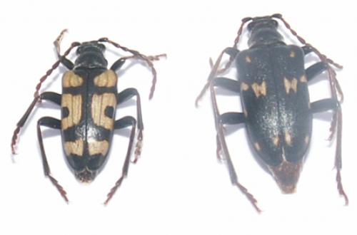 Brachyta borni