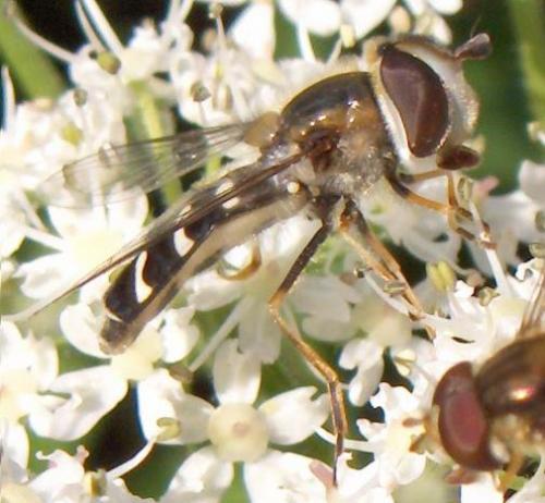 Scaeva pyrastri