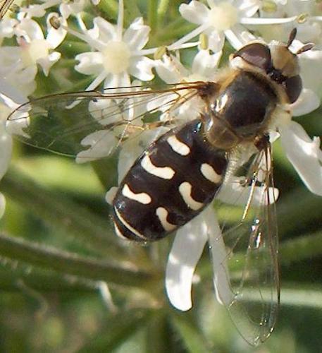 Scaeva pyrastri