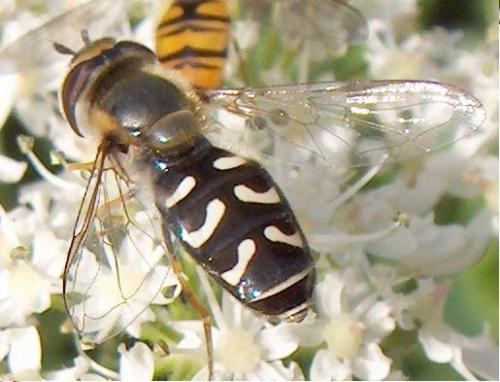 Réf. 3 703 : Scaeva pyrastri