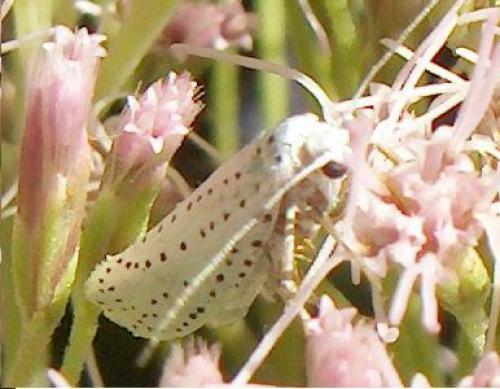 Yponomeuta sp.