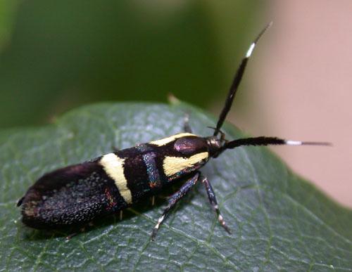 Dasycera oliviella